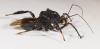 Notocyrtus gibbus